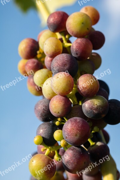 Wine Grapes Immature Pinot Noir Fruit