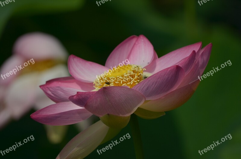 Lotus Lotus Flower Lotus Blossom Water Flower Aquatic Plant