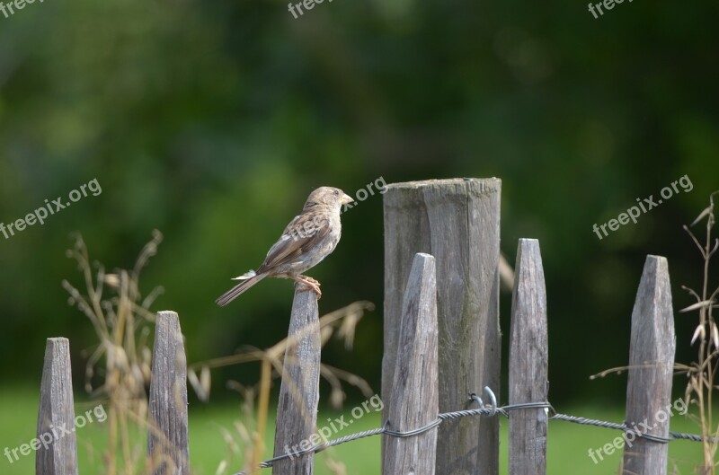 Bird Fence Nature Feather Bill