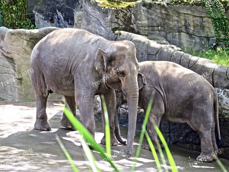 Elephant Young Animals Zoo Proboscis Animals