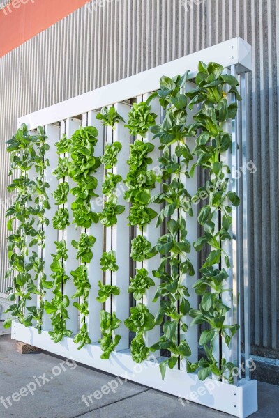 Vertical Farm Green Wall Bok Choy Lettuce Hydroponics