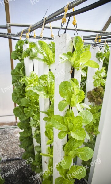 Vertical Farm Hydroponics Farming Plants Lettuce