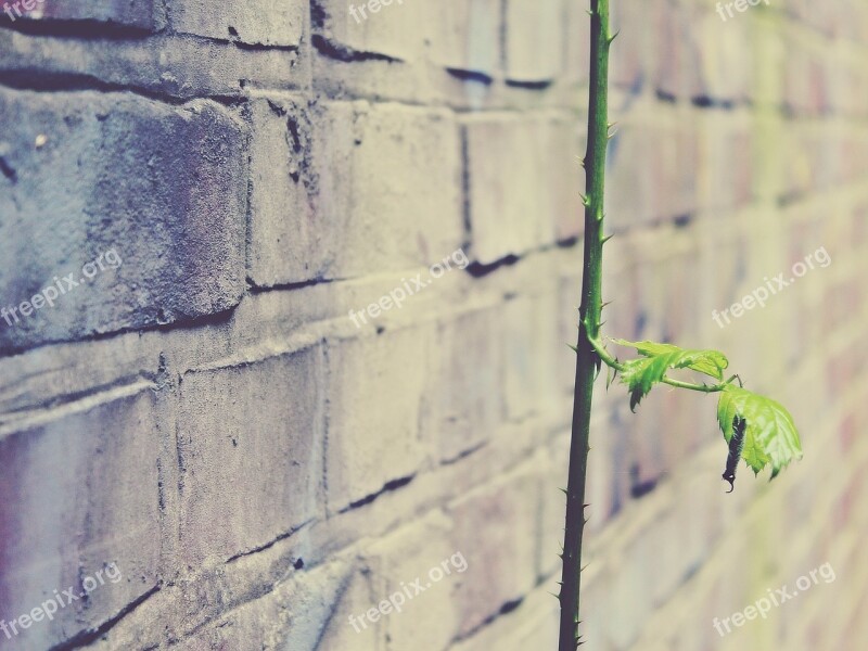 Wall Stone Stone Wall Masonry Background