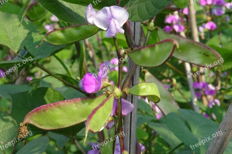 Beans Flower Plant Organic Farm