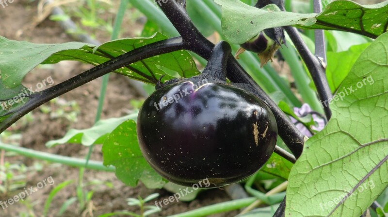 Eggplant Organic Vegetable Plant Farm