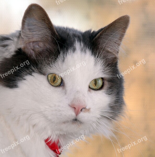 Cat Long Hair Rescue Shy Timid