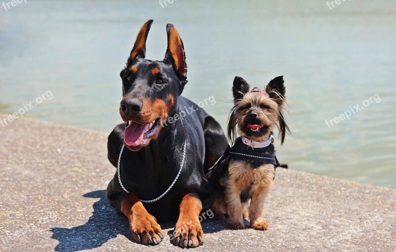 Doberman Yorkie Dogs Free Photos