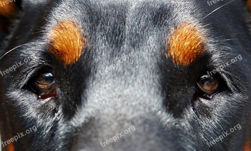 Dog Eyes Doberman Free Photos