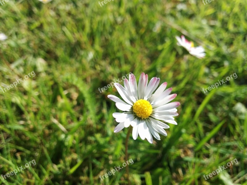 Flower Green White Blossom Spring Flowers