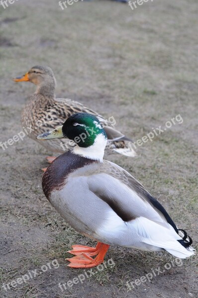 Ducks Male Female Bird Nature