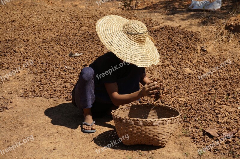 Myanmar Burma Hilltribe Farmer Rural