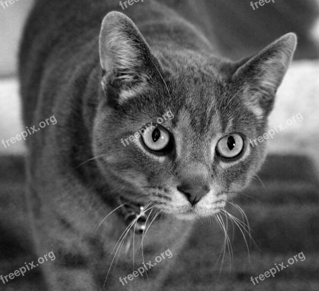 Rescue Tabby Cat Domestic Animal