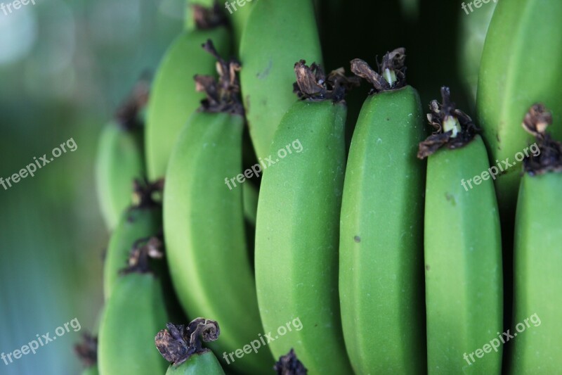 Bananas Green Helmet Free Photos