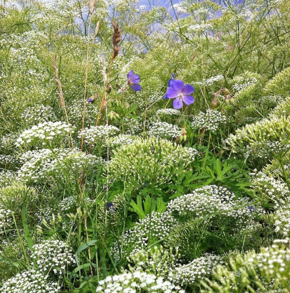 Meadow Pointed-chervil Chervil Meadow Cranesbill Nature