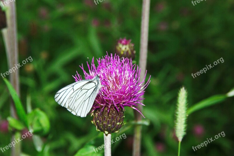 Butterfly Thistle Moth Insect Free Photos