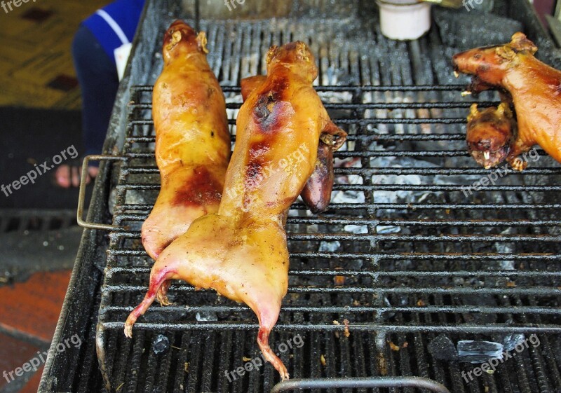 Guinea Pigs Grilling Meat Free Photos