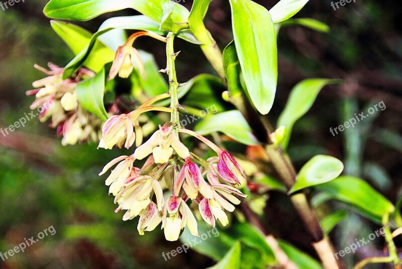 Amazonie Ecuador Wild Flower Wild Plant Free Photos