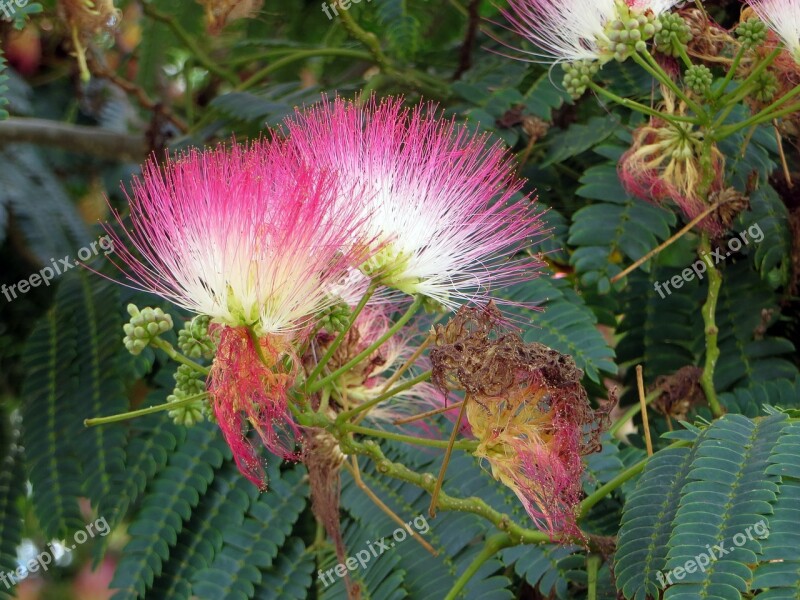 Albizia Julibrissin Mimosaceae Pink Flowers Free Photos