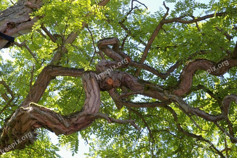 Tree Log Bark Tribe Nature