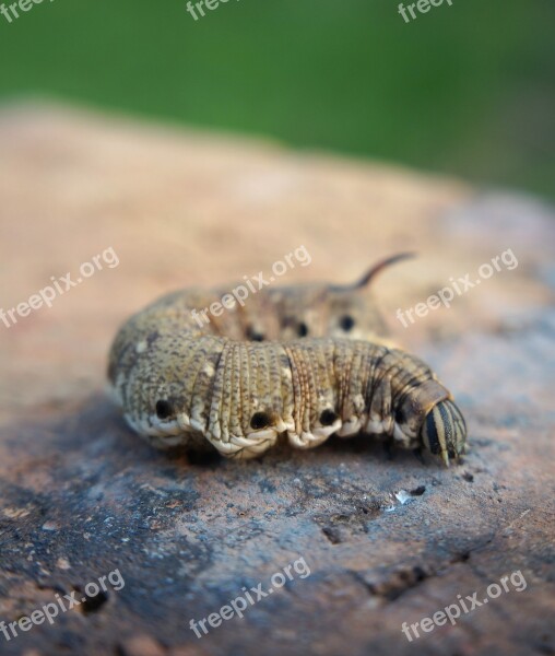 Butterfly Larva Insects Butterfly Caterpillar Porcellus