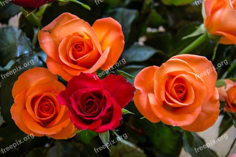 Roses Red Orange Flower Red Rose