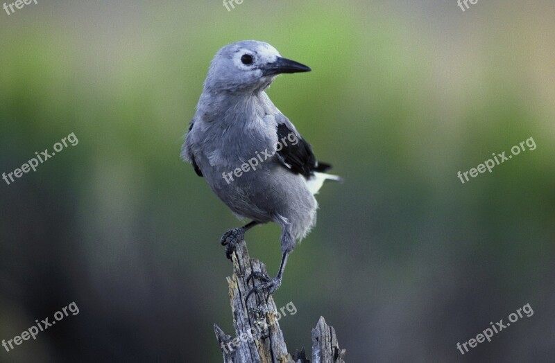 Clark's Nutcracker Perched Bird Wildlife Nature