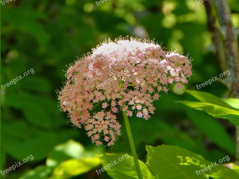 Flower Rosa Field Pink Flower Nature