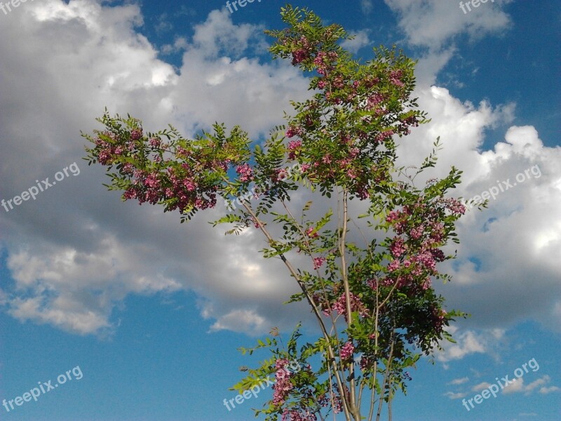 Tree Faye Sky Clouds Spring