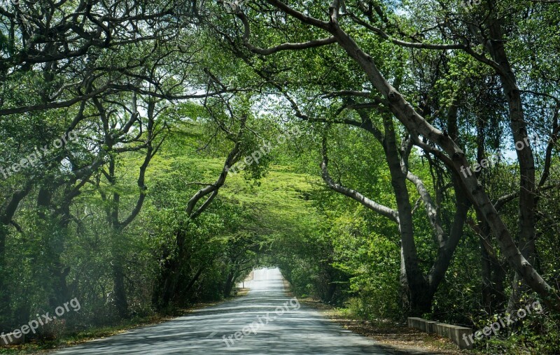 Canopy Trees Forest Nature Foliage