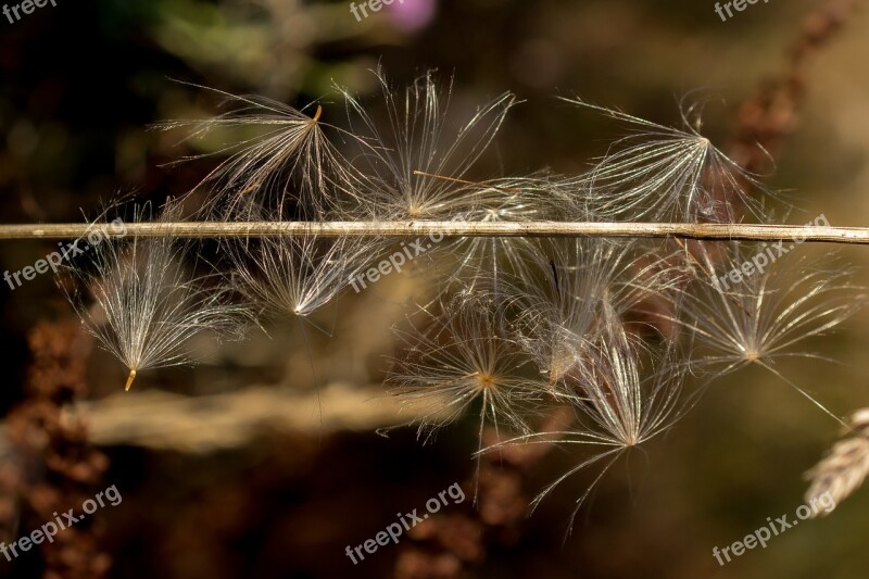 Seeds Flying Seeds Caught Close Up Macro