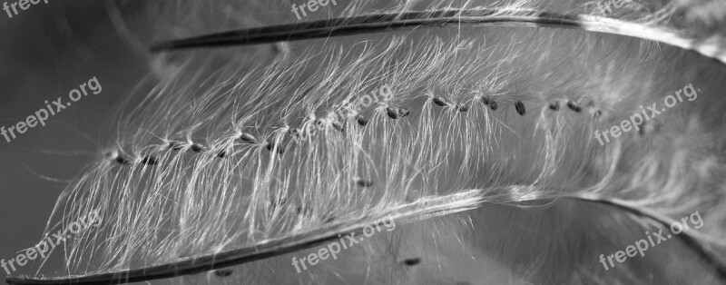 Epilobium Flying Seeds Seeds Seeds Was Close Up