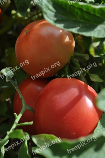 Tomatoes Garden Ripe Red Veg