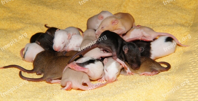 Rat Rat Babies Cute Young Nager