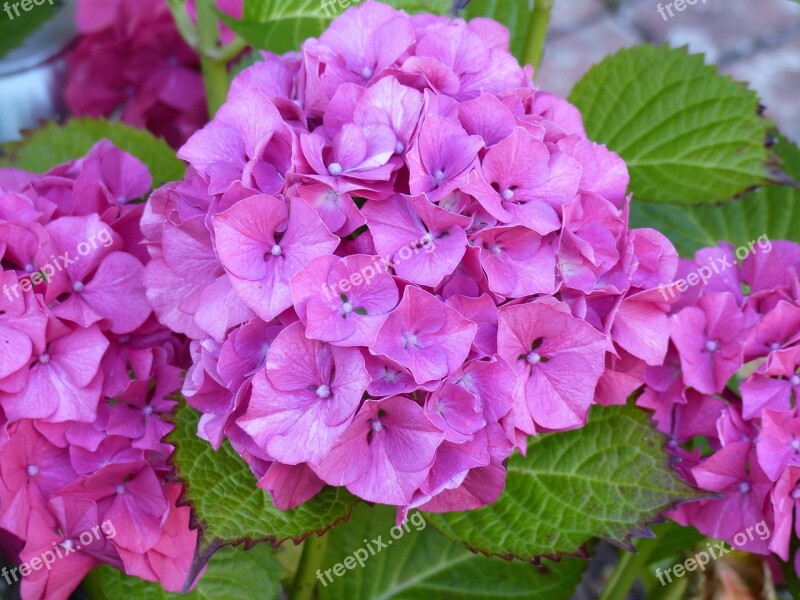 Hydrangeas Flower Garden Summer Pink