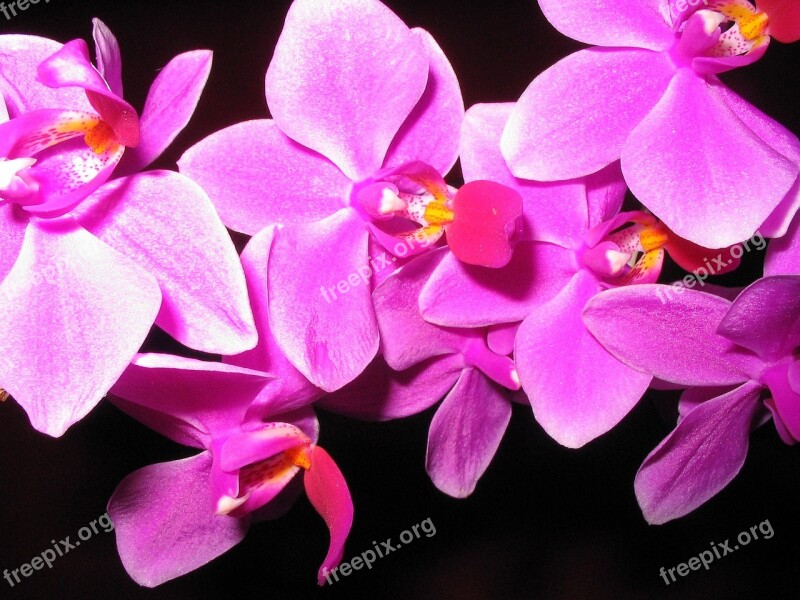 Orchids Flowers Nature Still Life Blossom