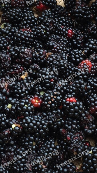 Wild Fruit Fruit Blackberry Berry Fruit Black