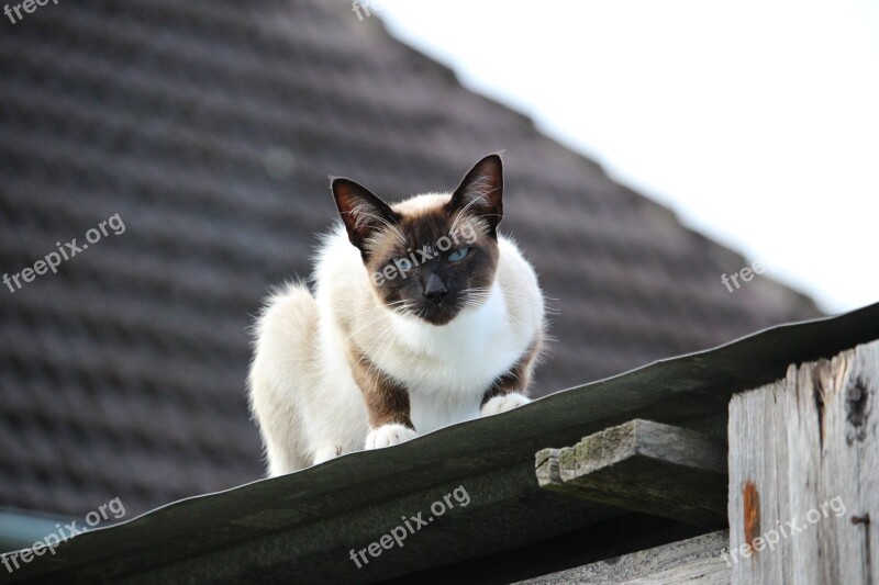 Cat Siamese Cat Sheet Metal Roof Breed Cat Free Photos