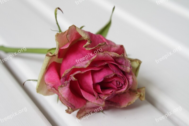 Rose Pink Withered Bloom Free Photos