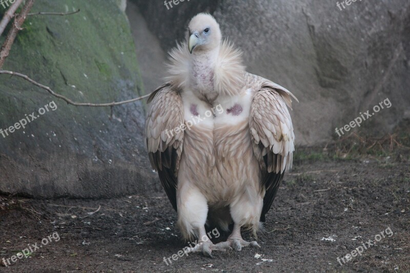 Vulture Bird Zoo Ass Eater Free Photos