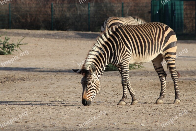 Zebra Animal Zoo Free Photos