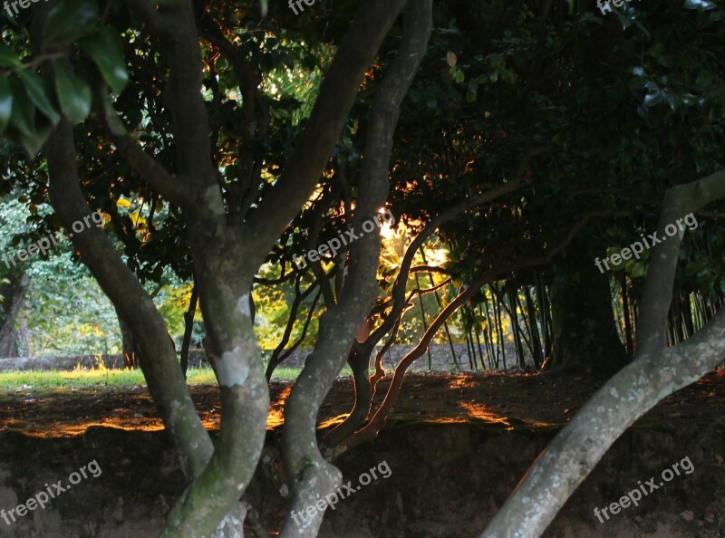 Forest Backlight Sunbeams Darkness Sunset