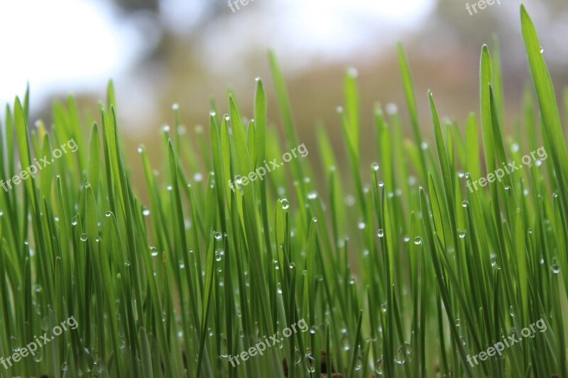 Lawn Green Grass Drops Of Water Drops