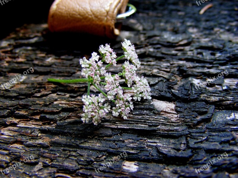 Flower Detail Of The Bark Macro Flora