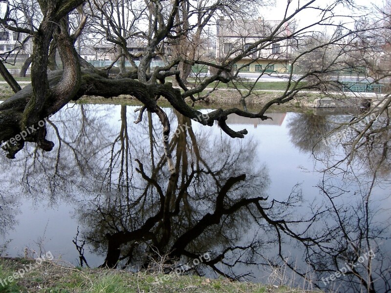 Water Tree Moat Reflection Lake