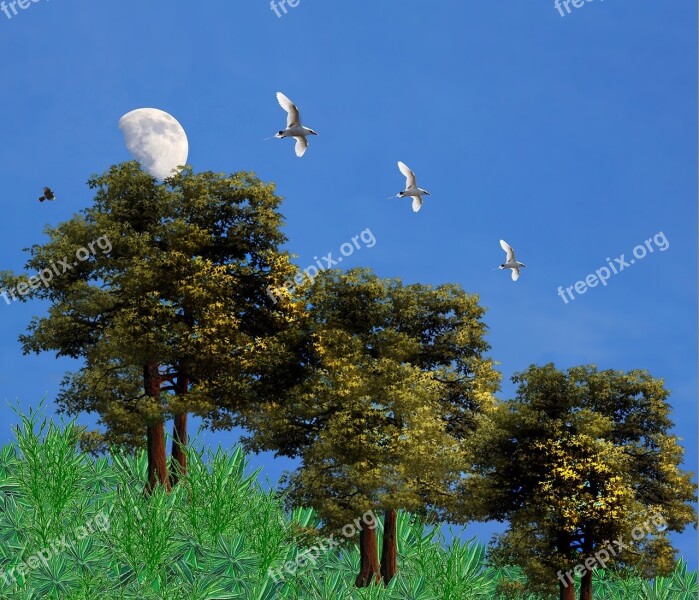 Moon Blue Sky Sky Blue Nature