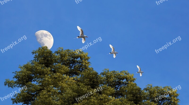 Moon Blue Sky Sky Blue Nature