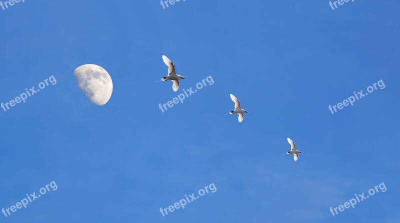 Blue Sky Blue Birds Seagulls Moon