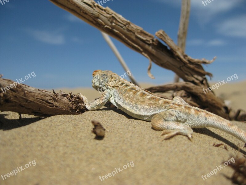 Lizard Desert Qinghai Free Photos