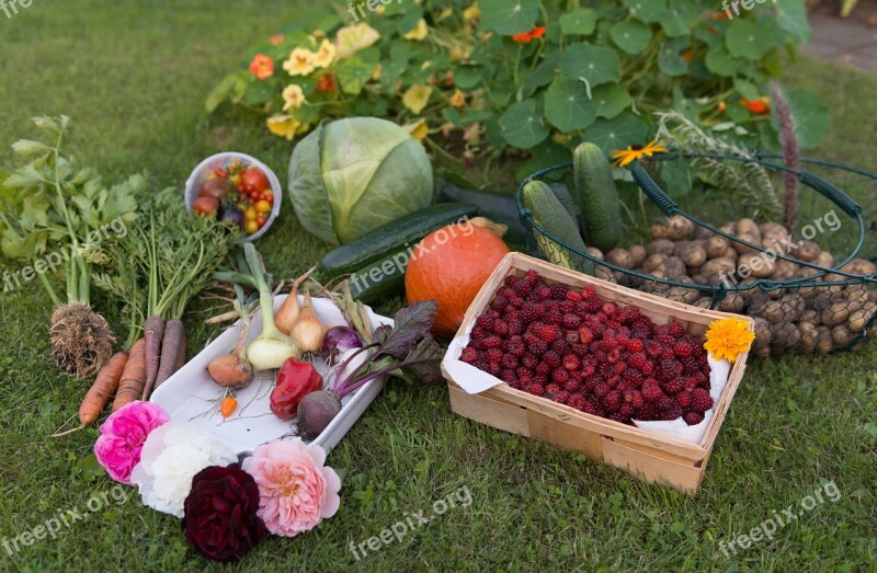 Autumn Harvest Garden Vegetables Vegetable Garden