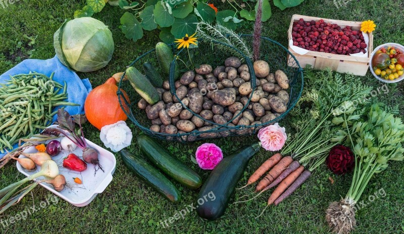 Autumn Harvest Garden Vegetables Vegetable Garden